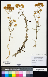 Achyrocline satureioides image