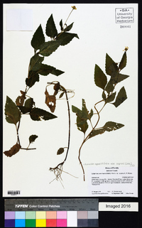 Acmella oppositifolia image