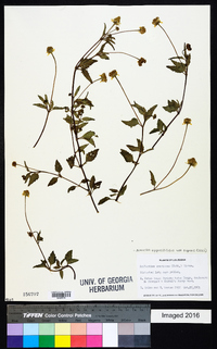 Acmella oppositifolia var. repens image