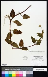 Acmella oppositifolia var. repens image