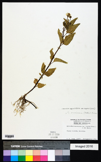 Acmella oppositifolia image