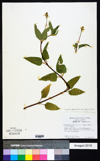 Acmella oppositifolia image