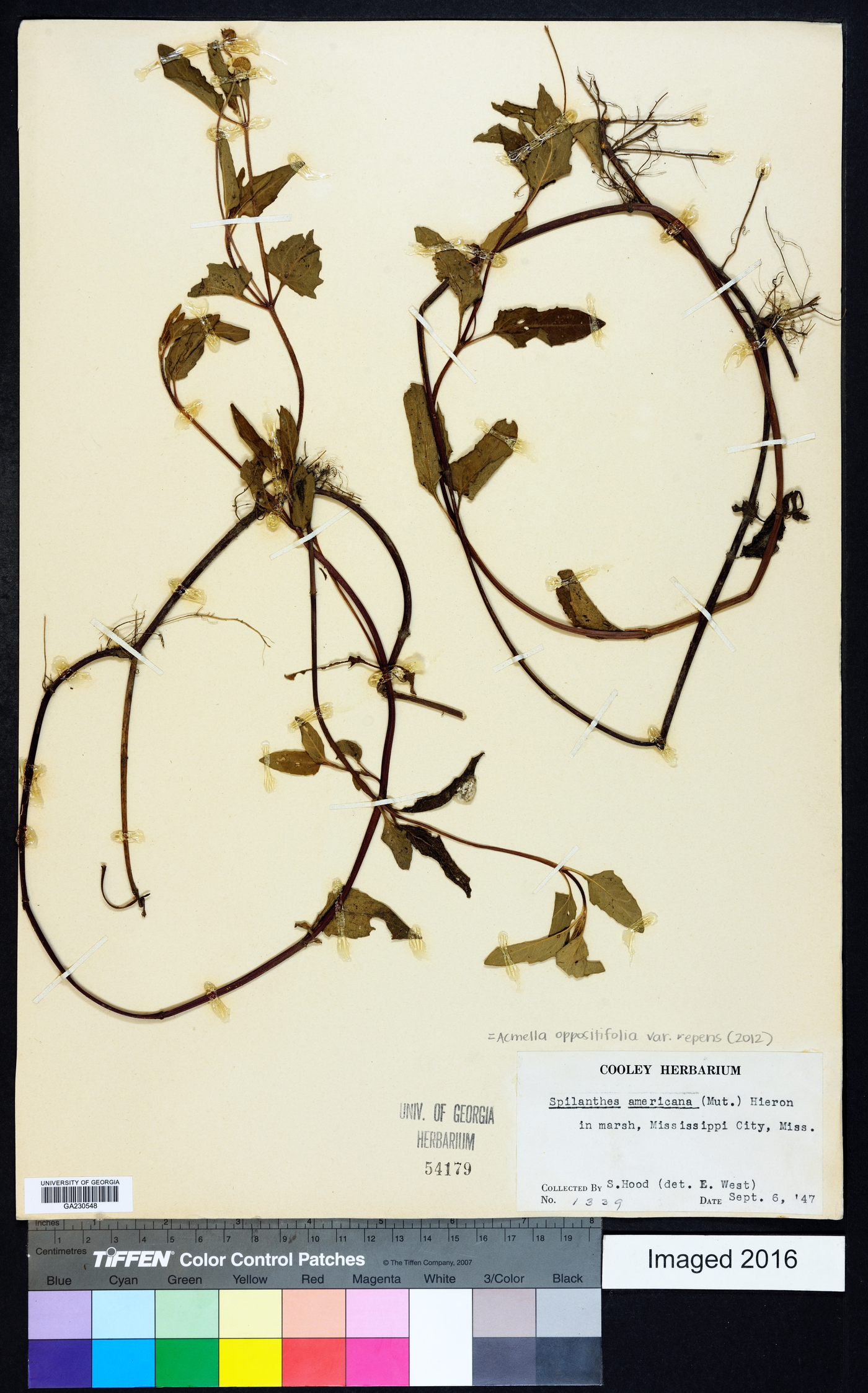 Acmella oppositifolia var. repens image