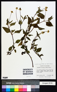 Acmella oppositifolia image