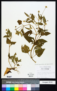 Acmella oppositifolia var. repens image