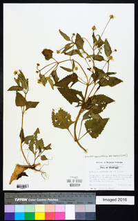 Acmella oppositifolia image