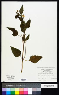 Acmella oppositifolia var. repens image