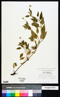 Acmella oppositifolia var. repens image