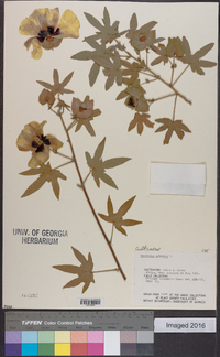 Gossypium arboreum image