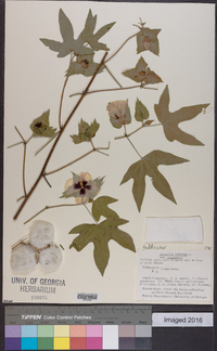 Gossypium arboreum image