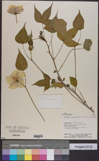Gossypium trilobum image