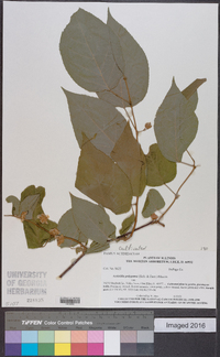 Actinidia polygama image