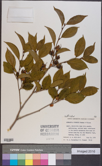 Stewartia sinensis image