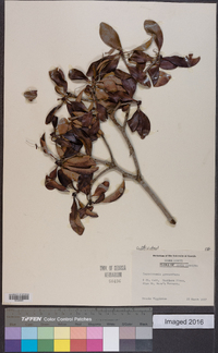 Ternstroemia gymnanthera image