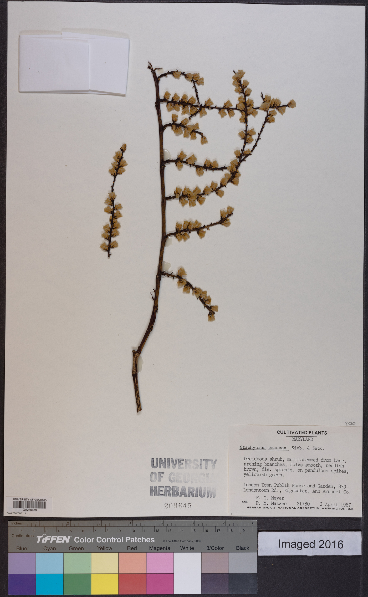 Stachyurus praecox image