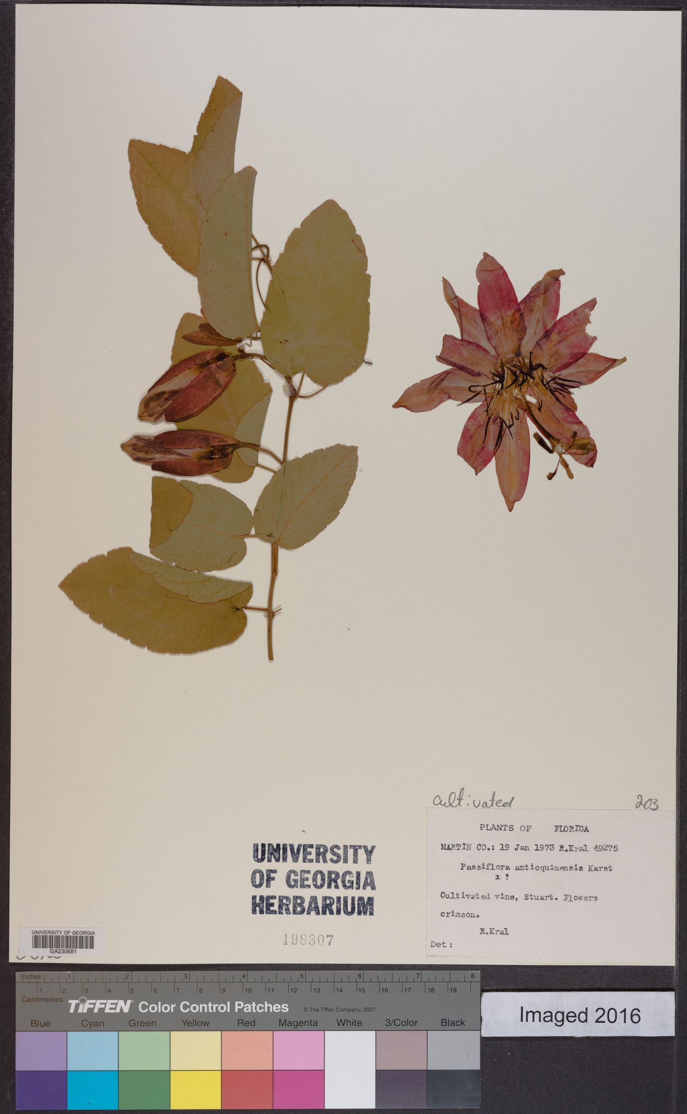 Passiflora antioquiensis image