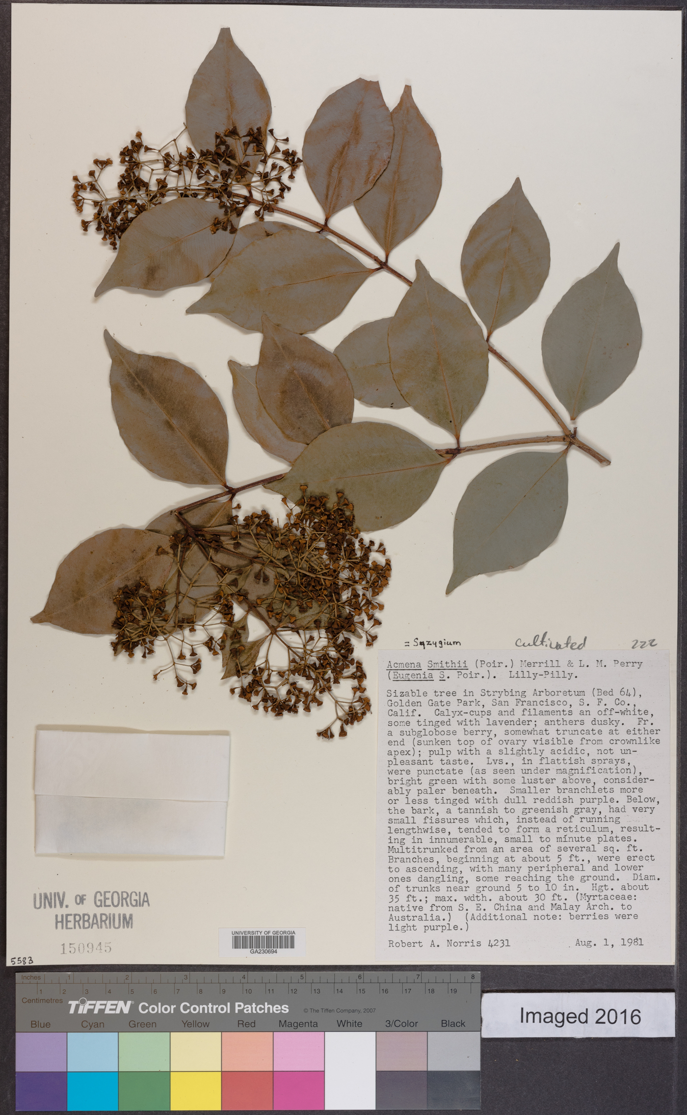 Syzygium smithii image