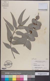 Eucalyptus cinerea image