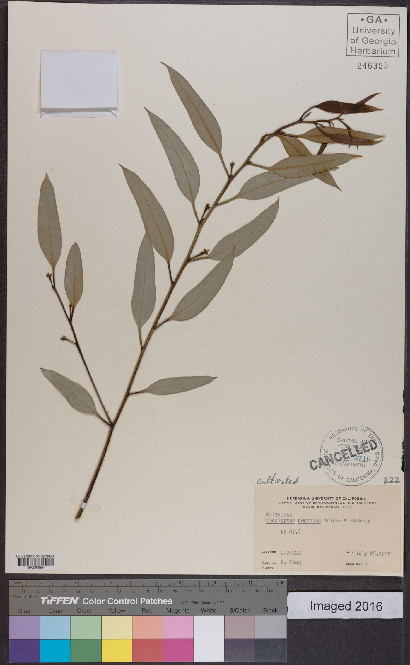 Eucalyptus concinna image