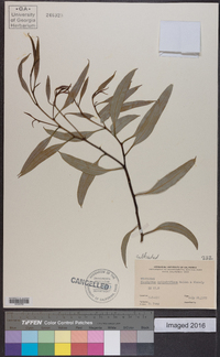 Image of Eucalyptus cylindriflora