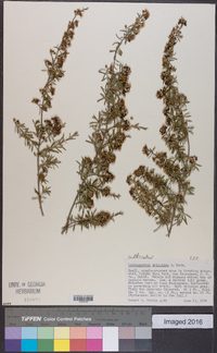 Leptospermum ericoides image