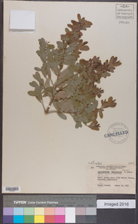 Leptospermum laevigatum image