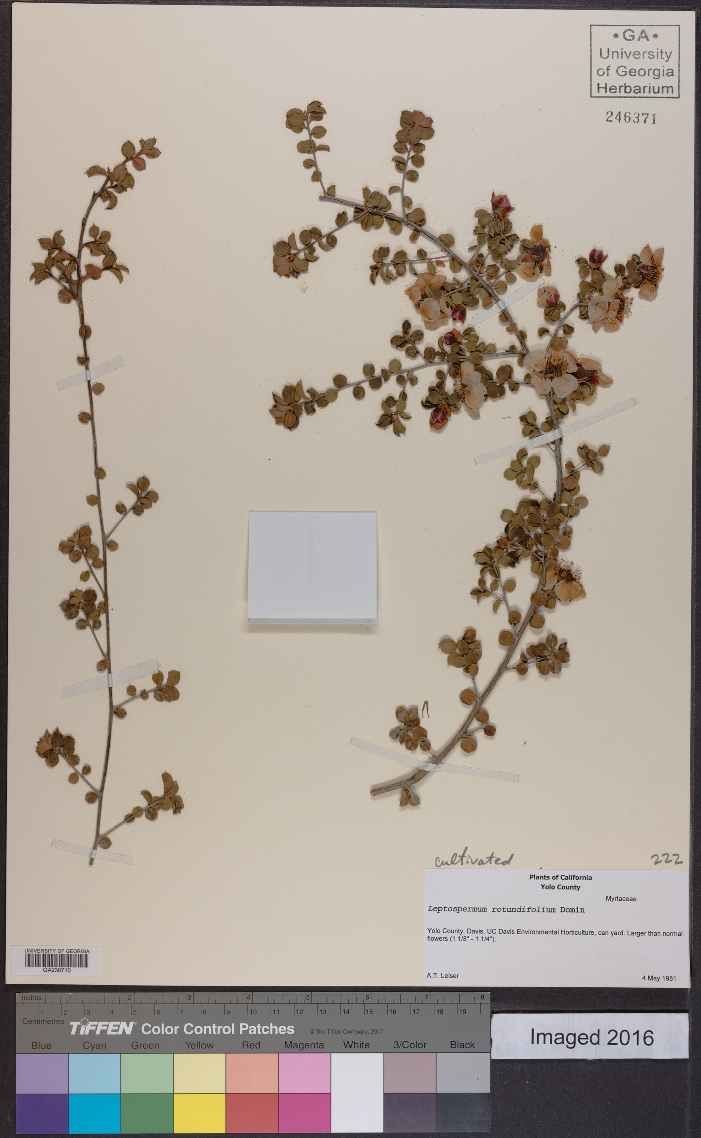 Leptospermum rotundifolium image