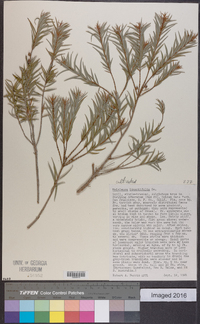 Melaleuca linariifolia image