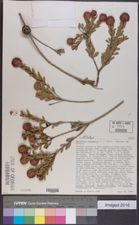 Melaleuca nesophila image
