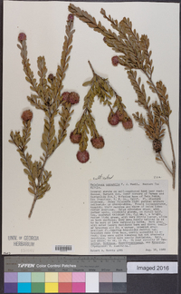 Melaleuca nesophila image
