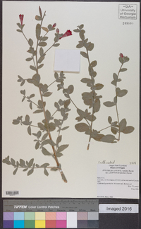 Epilobium canum subsp. latifolium image