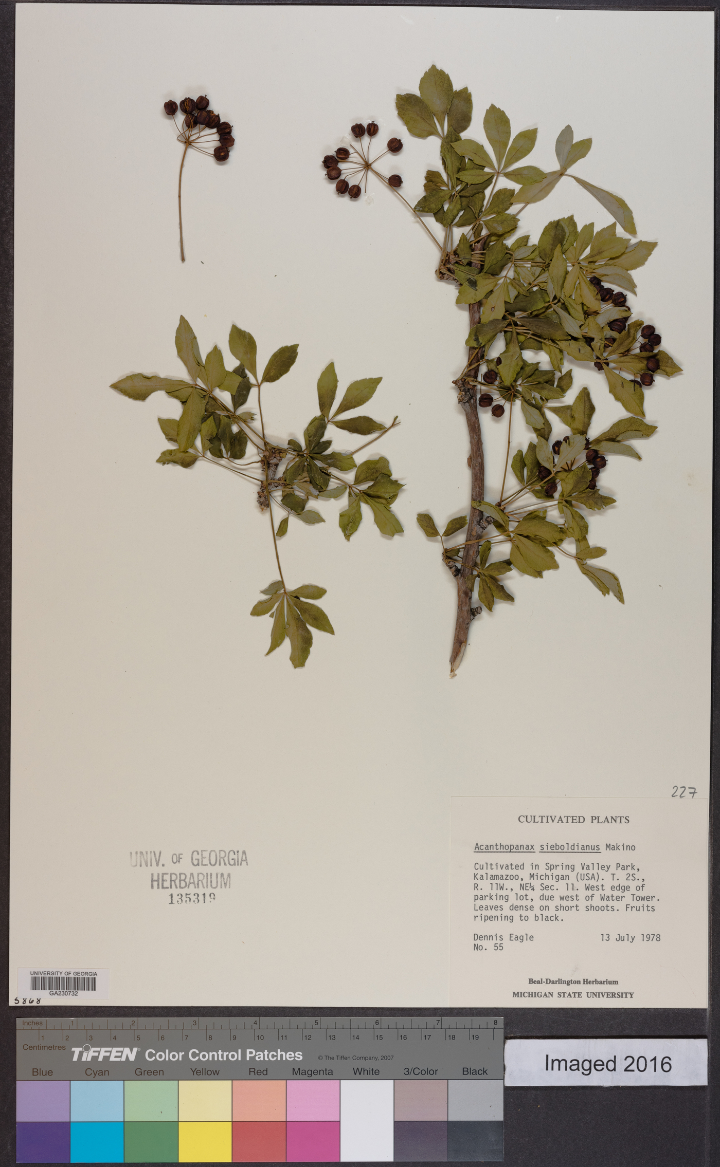 Eleutherococcus pentaphyllus image