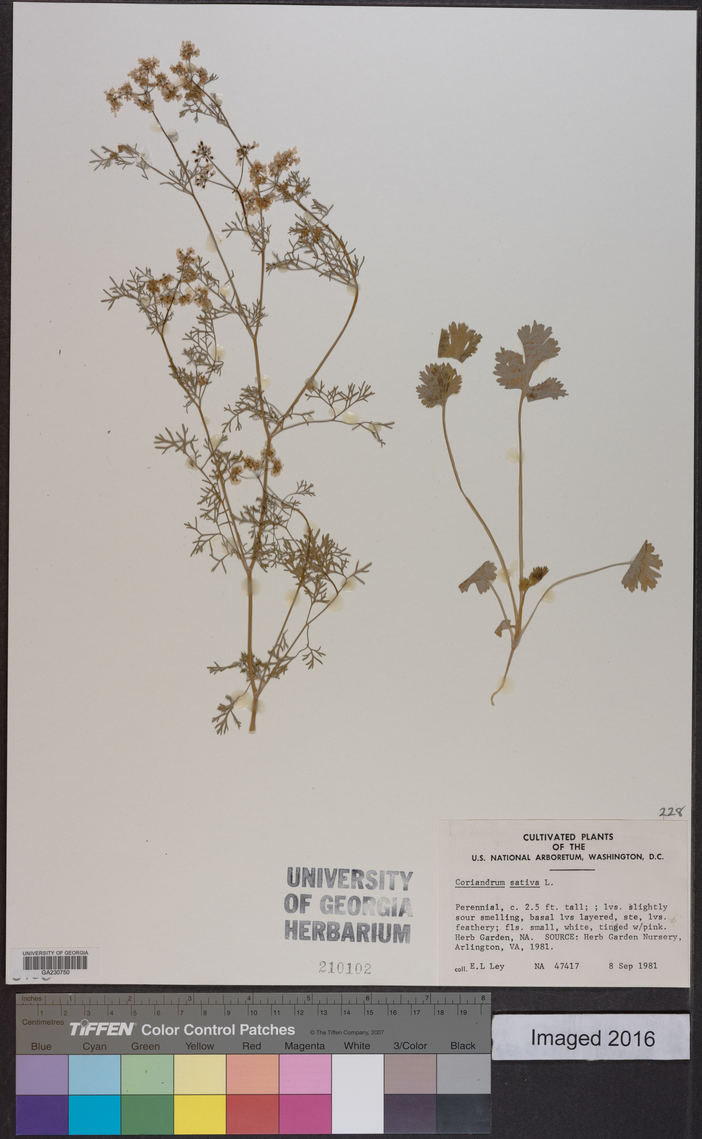 Coriandrum sativum image