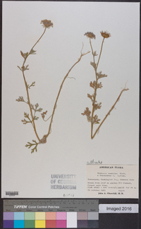 Trachymene coerulea image