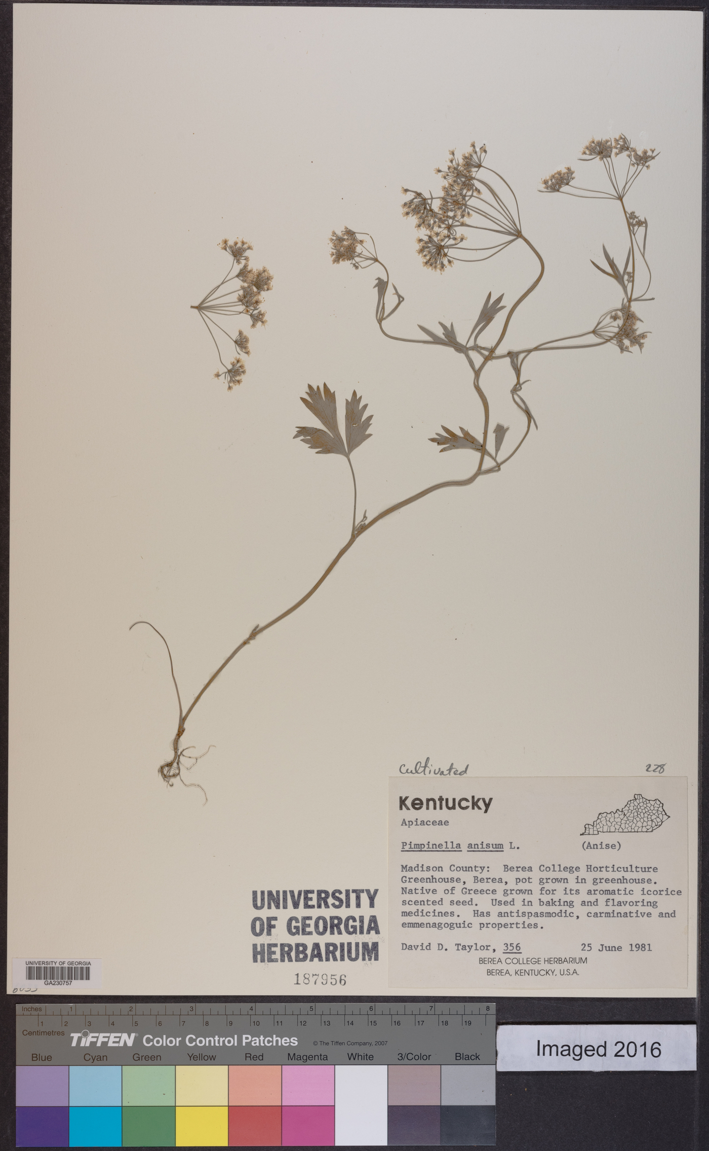 Pimpinella anisum image