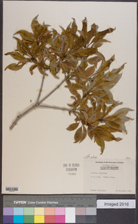 Arbutus andrachne image