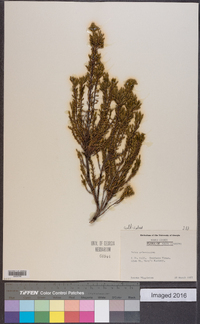 Image of Erica arborescens