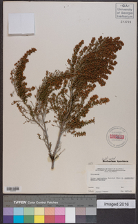 Erica lusitanica image