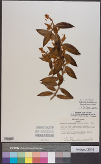 Leucothoe fontanesiana image