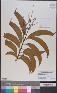 Oxydendrum arboreum image