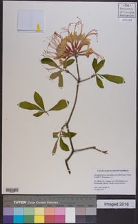 Rhododendron calendulaceum image