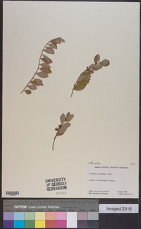 Vaccinium crassifolium image