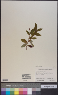 Vaccinium myrtilloides image