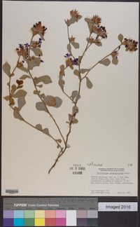 Ceratostigma plumbaginoides image