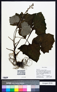 Adenocaulon himalaicum image