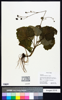 Adenocaulon himalaicum image
