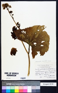 Image of Caucasalia macrophylla