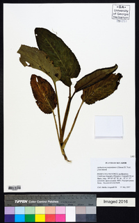 Image of Aetheolaena mojandensis