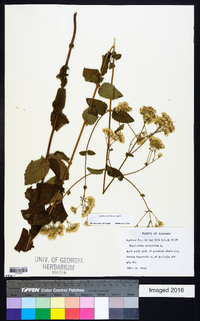 Ageratina aromatica image