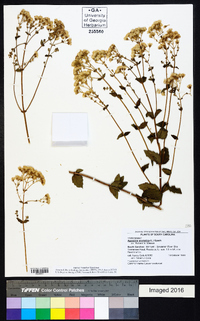 Ageratina aromatica image